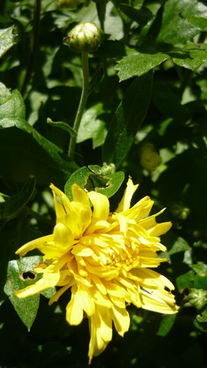 P1030833 - flori 2015