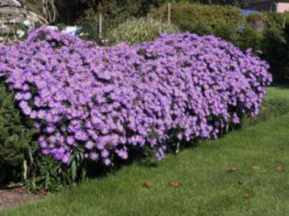 aster - Flori  Aster pitice