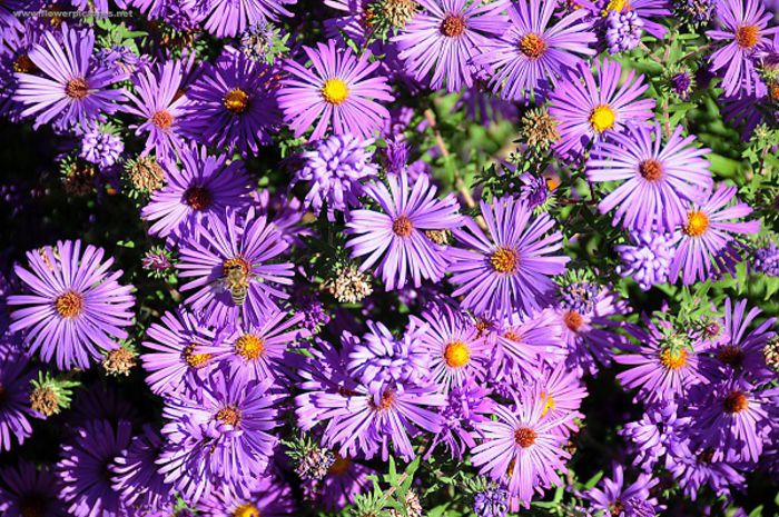 aster - Flori  Aster pitice