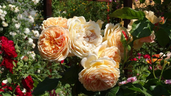 cpm2 - Crown Princess Margaretha