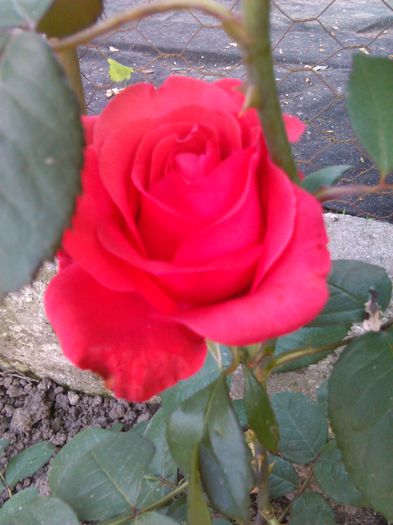 trandafir rosu - G trandafiri