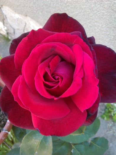 schwarze madonna rosa - G trandafiri
