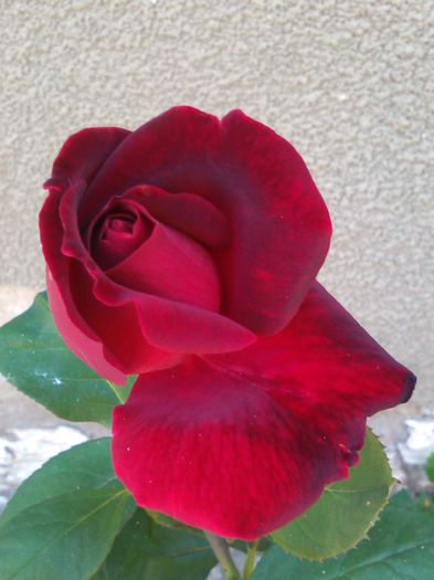 schwarze madonna rosa