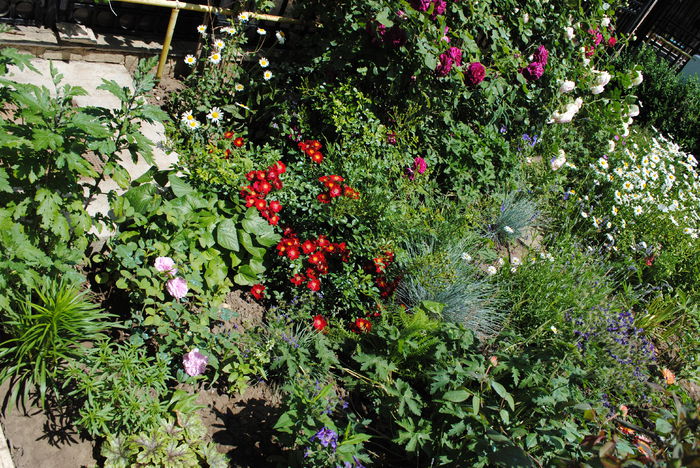 30 mai - 2015 gradina mea