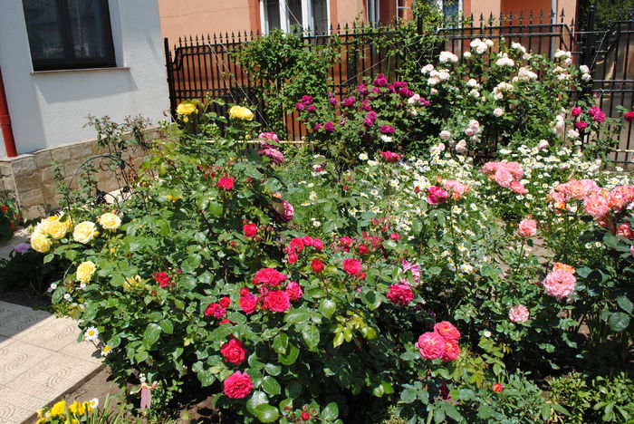 30 mai - 2015 gradina mea