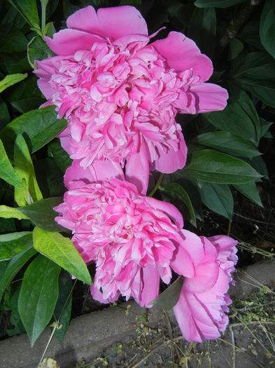 Peonies. Bujori (2015, May 17)