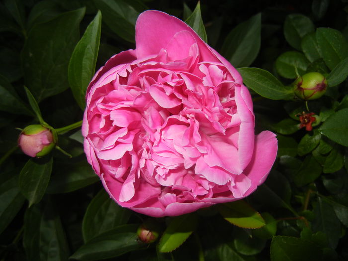 Peony. Bujor (2015, May 17)