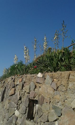 20150603_085037[1] - De vanzare yucca pentru primavara 2016 Plantele au doi ani