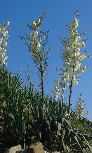 20150603_085235[1] - De vanzare yucca pentru primavara 2016 Plantele au doi ani