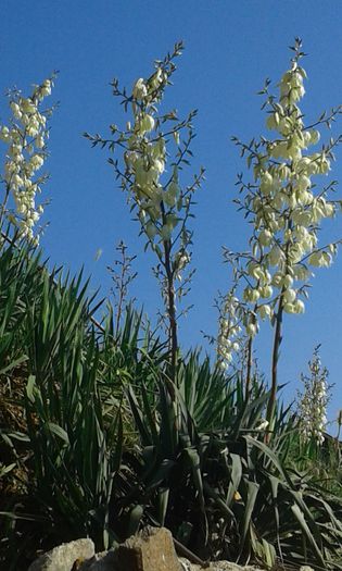 20150603_085240[1] - De vanzare yucca pentru primavara 2016 Plantele au doi ani