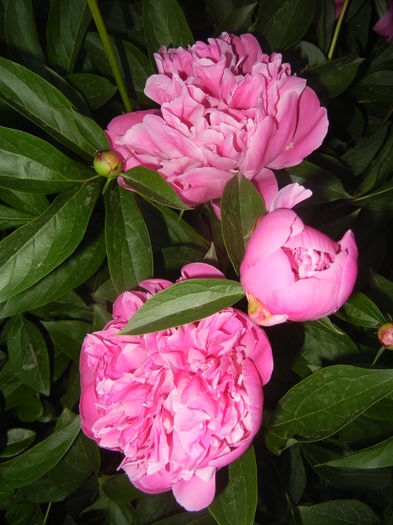 Peonies. Bujori (2015, May 17) - BUJORI_Peony Paeonia