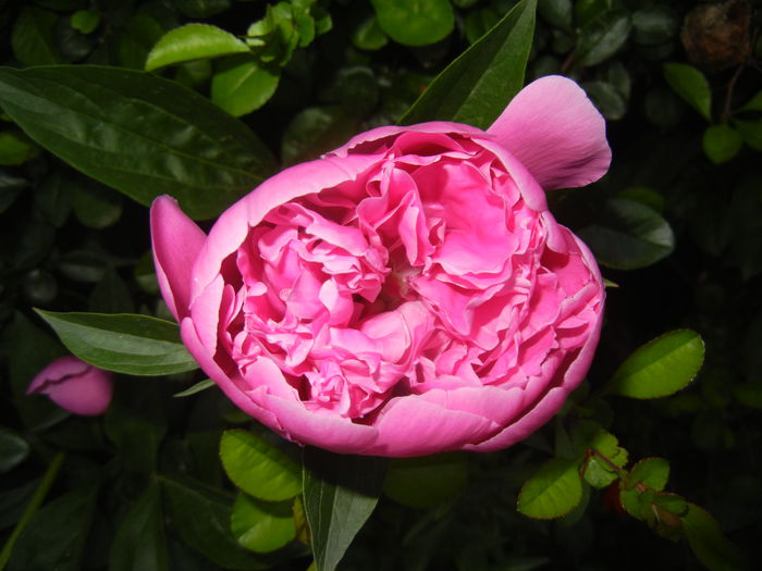 Peony. Bujor (2015, May 17)