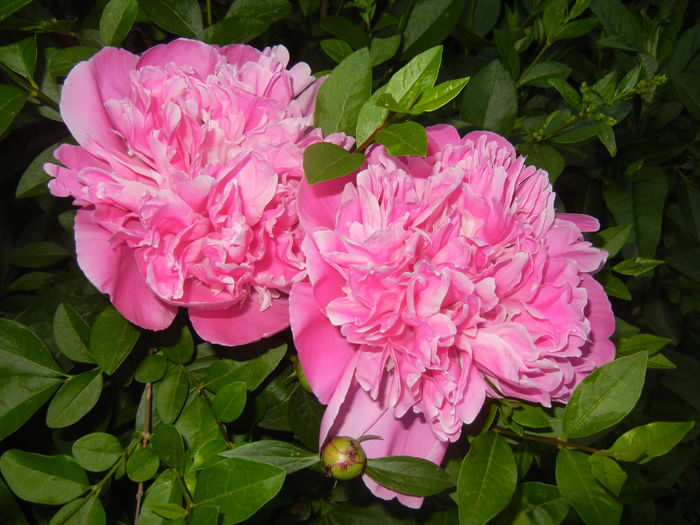 Peonies. Bujori (2015, May 17)