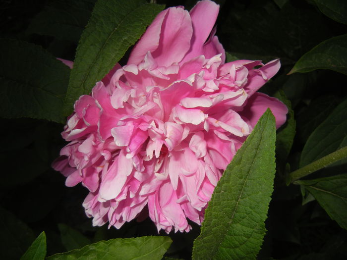 Peony. Bujor (2015, May 17)