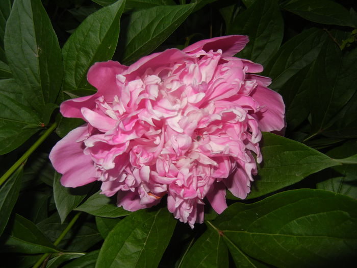 Peony. Bujor (2015, May 17)