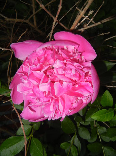 Peony. Bujor (2015, May 17)