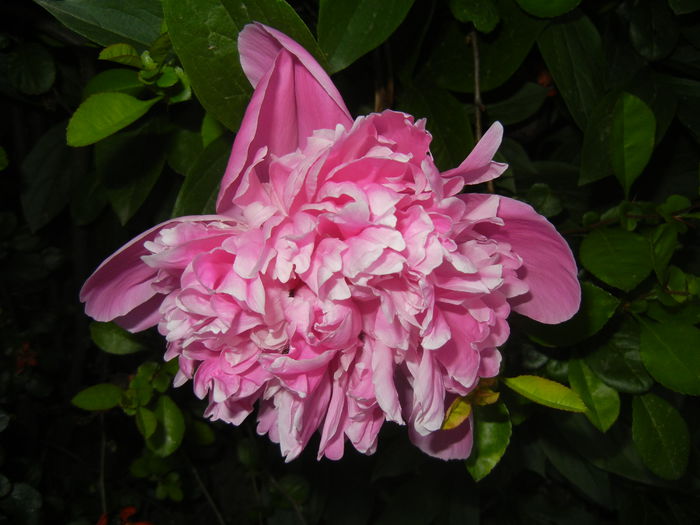 Peony. Bujor (2015, May 17) - BUJORI_Peony Paeonia