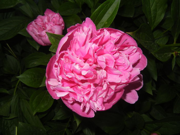 Peony. Bujor (2015, May 17) - BUJORI_Peony Paeonia