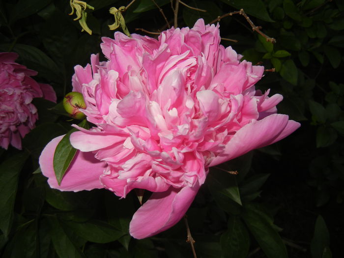 Peony. Bujor (2015, May 17)