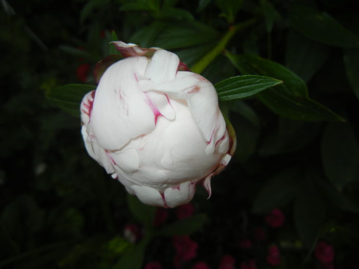 White Peony (2014, May 27)