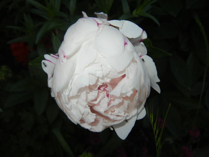 White Peony (2014, May 28) - Peony White