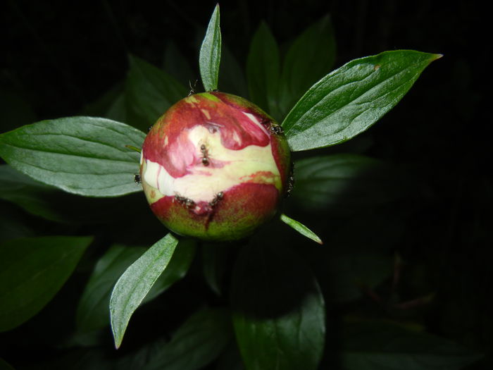 White Peony (2015, May 15)