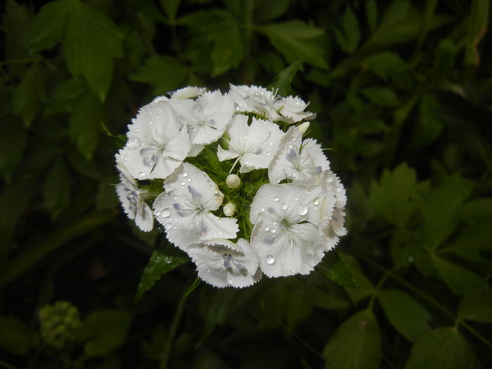 Dianthus barbatus (2015, May 20) - Dianthus Barbatus