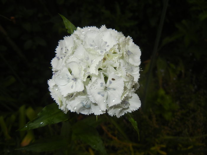 Dianthus barbatus (2015, May 20) - Dianthus Barbatus