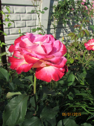 Double Delight
