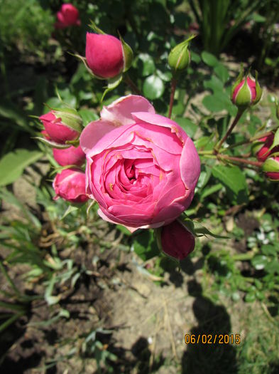 Pomponella
