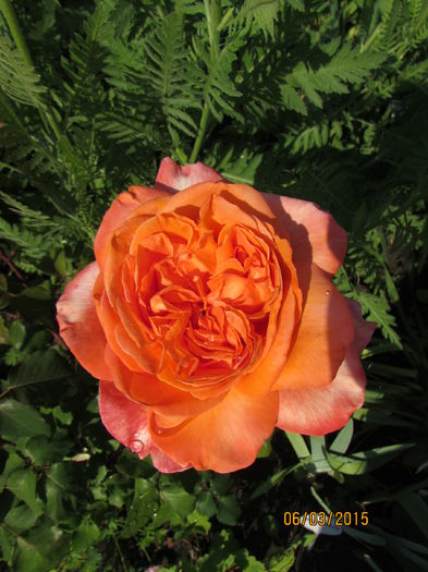 'René Goscinny ®'