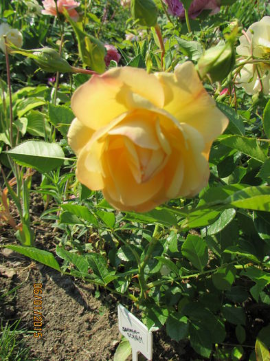 'Sonnenschirm'