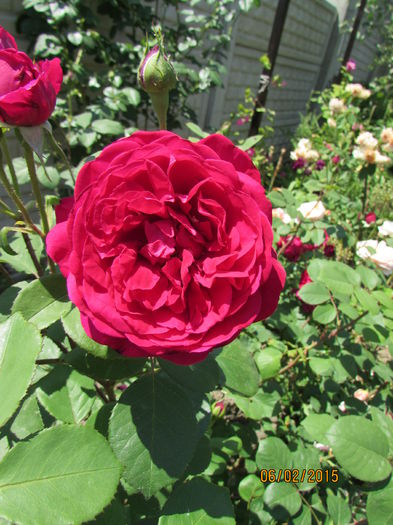 'Tess of the D'Urbervilles'