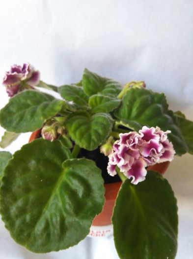 RS Gercoginea