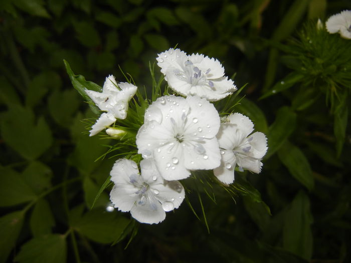 Dianthus barbatus (2015, May 20) - Dianthus Barbatus