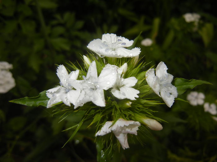 Dianthus barbatus (2015, May 20) - Dianthus Barbatus
