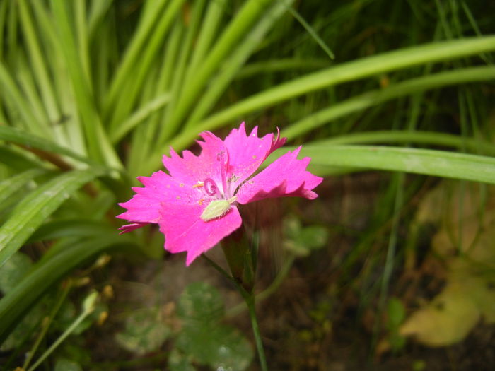 Dianthus Kahori (2015, May 20) - Dianthus Kahori