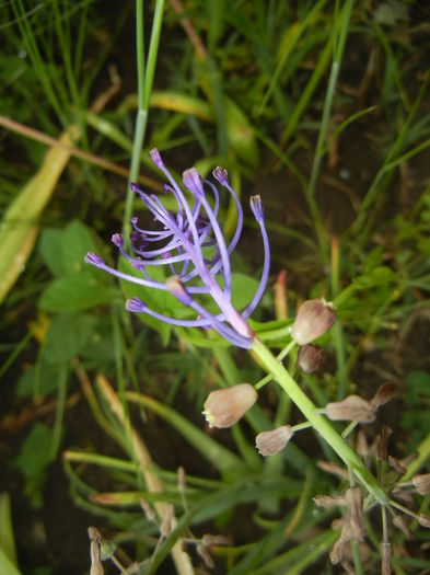 Muscari comosum (2015, May 20)