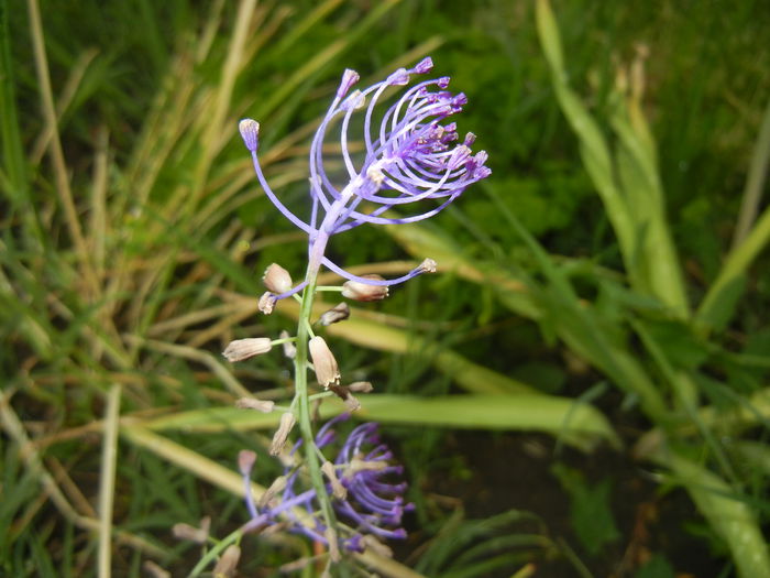 Muscari comosum (2015, May 20)