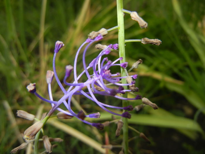 Muscari comosum (2015, May 20)