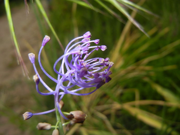 Muscari comosum (2015, May 20)