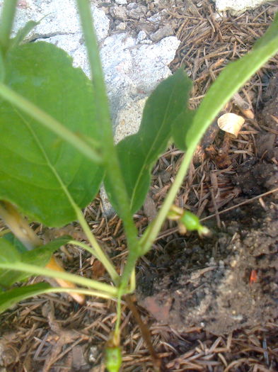 Kiwi " Issai ", 3.06.2015 - Gradina mea
