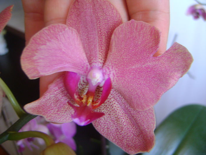 DSC07757 - ORHIDEE