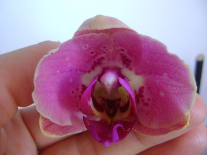 DSC07760 - ORHIDEE