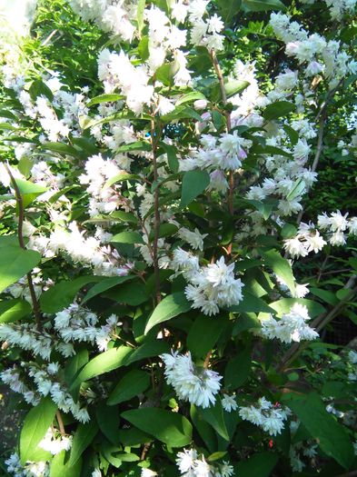 Deutzia