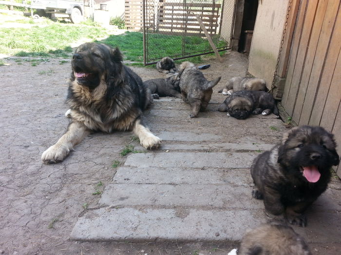2015-04-27 16.16.03 - ciobanesti caucazieni