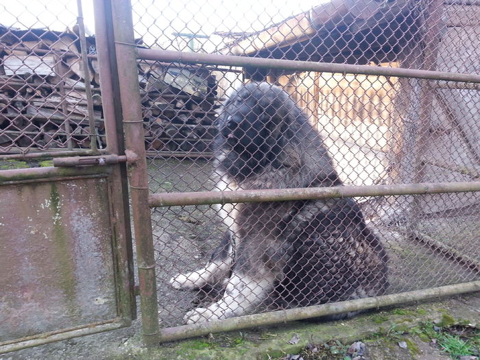2015-03-02 08.44.48 - ciobanesti caucazieni