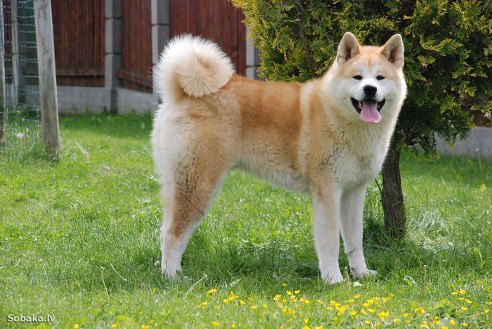 happy-akita-inu-dog-high-definition-wallpaper-for-desktop-background-free-download - Akita inu