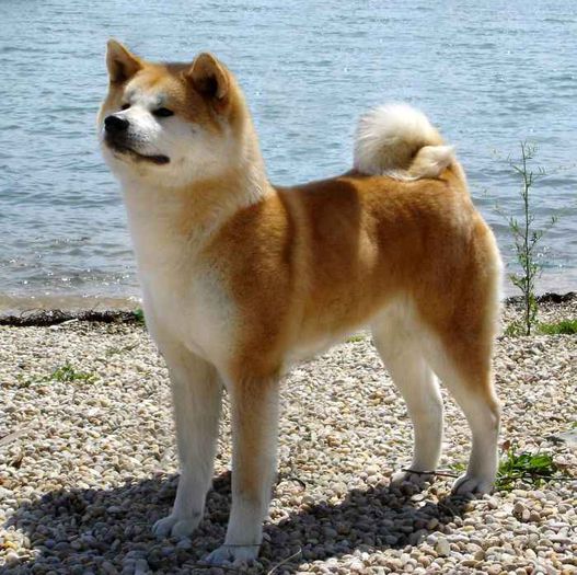 chikara_go_kajitsu_no - Akita inu