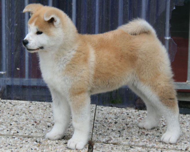 20120218_33 - Akita inu